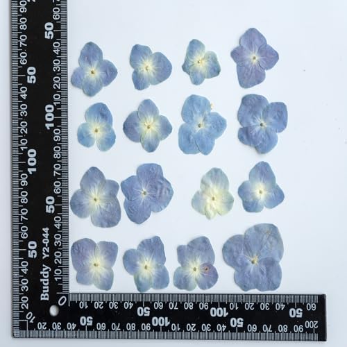 48 Pcs Dried Pressed Flowers for Resin DIY Art Crafts Natural Dry Hydrangea Floral Epoxy Jewelry Real Flower Decor Cakes Phone Cases Candles Handmade Soap Hydrangea, Hydrangea/48pcs
