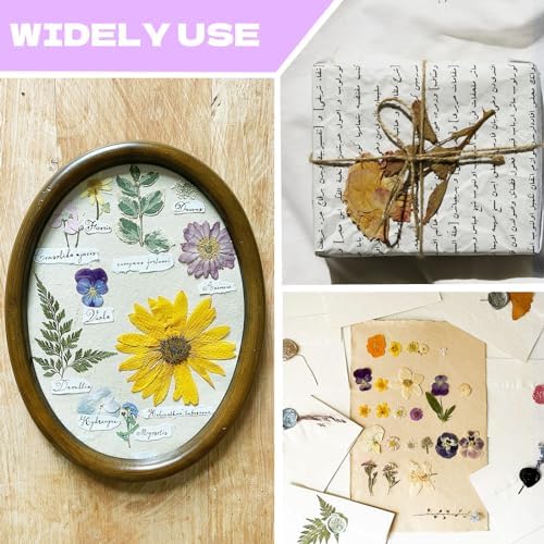 Dried Flowers for Resin Vacuum Packed DIY Pressed Flowers