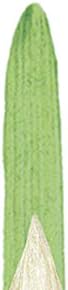 Winsor & Newton Winton Hog Round #2 Bristle Brush