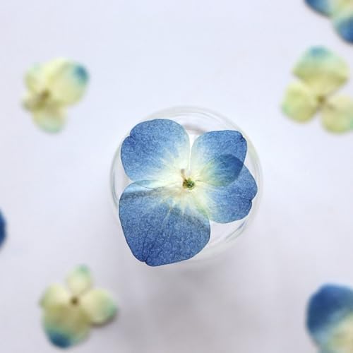 48 Pcs Dried Pressed Flowers for Resin DIY Art Crafts Natural Dry Hydrangea Floral Epoxy Jewelry Real Flower Decor Cakes Phone Cases Candles Handmade Soap Hydrangea, Hydrangea/48pcs