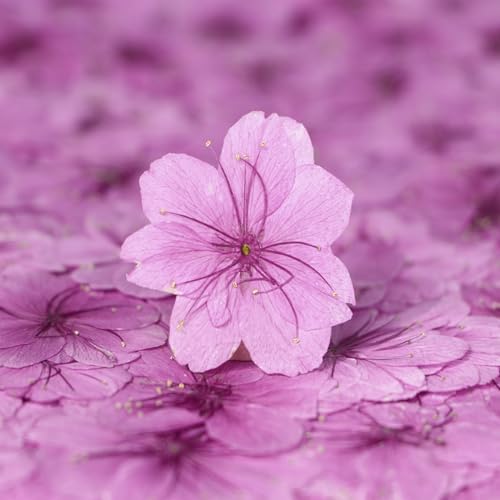 48 Pcs Dried Pressed Flowers for Resin DIY Art Crafts Natural Dry Sakura Larkspur Floral Epoxy Jewelry Real Flower Decor Cakes Phone Cases Candles Handmade Soap
