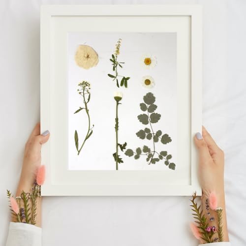 Dried Flowers for Resin
