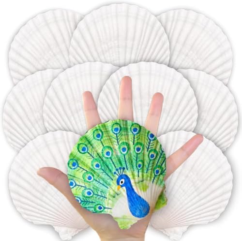 20PCS Large Natural Scallop Shells for Crafts, 4-5 in White Sea Shells, DIY