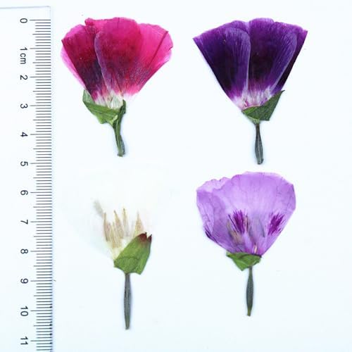 48 Pcs Dried Pressed Flowers for Crafts Art Resin DIY Natural Dry Floral Epoxy Jewelry Real Flower with Leaves Plants Decor Cakes Phone Cases Bookmarks Candles Handmade Soap Farewell