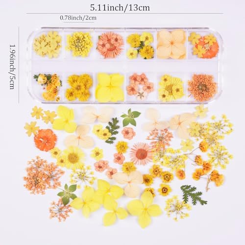 60Pcs Small Dried Pressed Flowers for Crafts,Mini Flower for Nail Art
