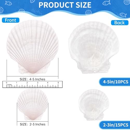 25PCS Large Natural Scallop Shells for Crafts, 4-5 in White Sea Shells, DIY