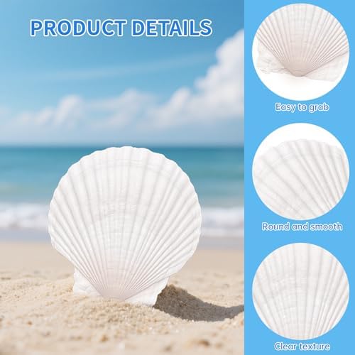 10PCS Natural Large Scallop Shells for Crafts, 4-5 in White Sea Shells, DIY