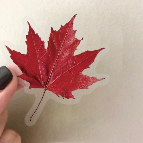 50PCS Natural Floarl Scrapbook Stickers, Pressed Flower Stickers | PET Transparent Scrapbook Supplies for DIY Craft, Planners, Journal, Notebook, Laptop,Water Bottle