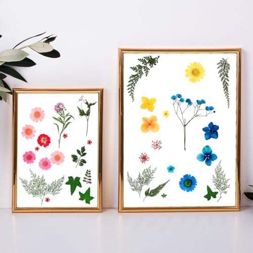 Nuanchu Real Dried Pressed Flowers Wildflowers for Crafts Resin Molds DIY