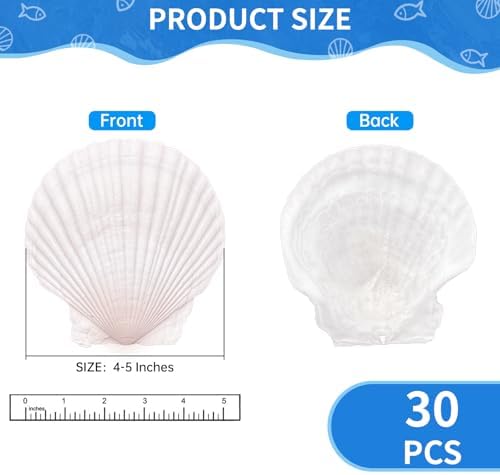 30PCS Large Natural Scallop Shells for Crafts, 4-5 in White Sea Shells, DIY