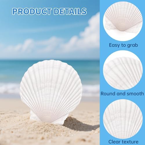 20PCS Large Natural Scallop Shells for Crafts, 4-5 in White Sea Shells, DIY