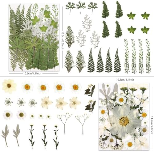 LUXEEASE 100P White Foliage Mix Dried Pressed Flowers