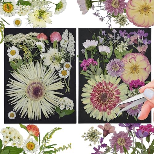 White Dried Pressed Flowers, 40Pcs Real Nature Flowers Set with Tweezers
