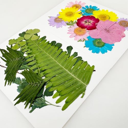Cayway Natural Dried Pressed Flowers, Natural Dried Pressed Leaves, Natural Dry Flowers Leaves with Tweezers, Scissors for Pressed Leaf Art Craft DIY Embellishment Decorations ( Green Yellow Pink)