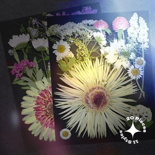 White Dried Pressed Flowers, 40Pcs Real Nature Flowers Set with Tweezers