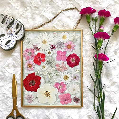 Nuanchu Natural Large Dried Pressed Flowers for Craft Resin DIY