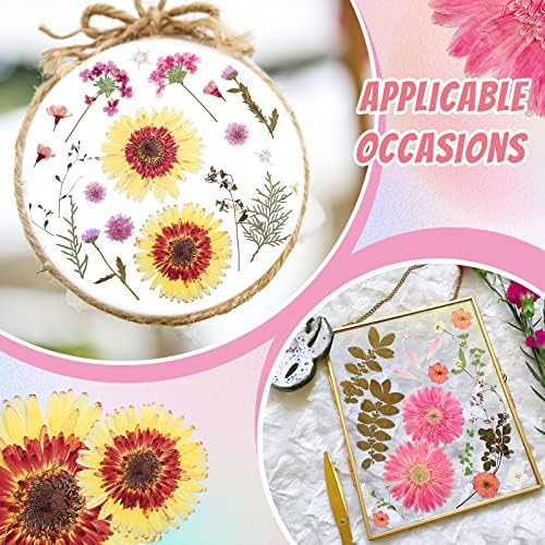 Nuanchu Large Dried Flowers Pressed for Crafts Resin Molds DIY Supplies