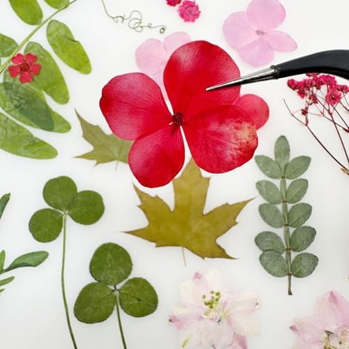 Cayway Natural Dried Pressed Flowers, Natural Dried Pressed Leaves, Natural Dry Flowers Leaves with Tweezers, Scissors for Pressed Leaf Art Craft DIY Embellishment Decorations (Green Pink Red)
