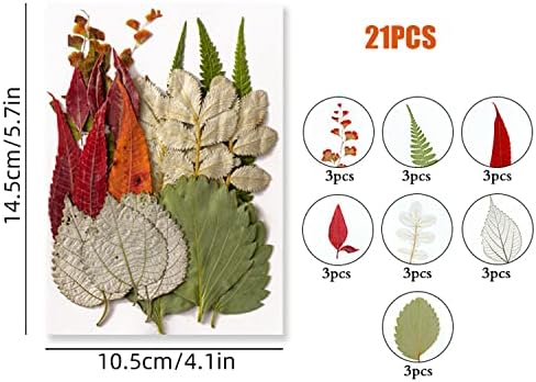 Cayway 36 Pcs Natural Dried Pressed Leaves Assorted Real Dry Leaves with Tweezers for Pressed Leaf Art Craft DIY Embellishment Decorations