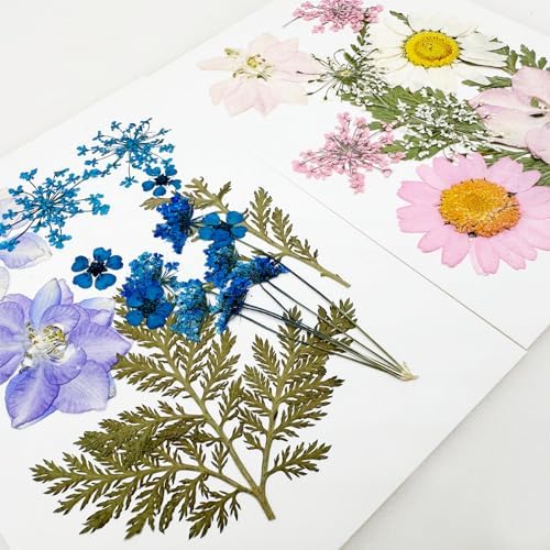 Cayway Natural Dried Pressed Flowers, Natural Dried Pressed Leaves, Natural Dry Flowers Leaves with Tweezers, Scissors for Pressed Leaf Art Craft DIY Embellishment Decorations (Green Pink Blue)