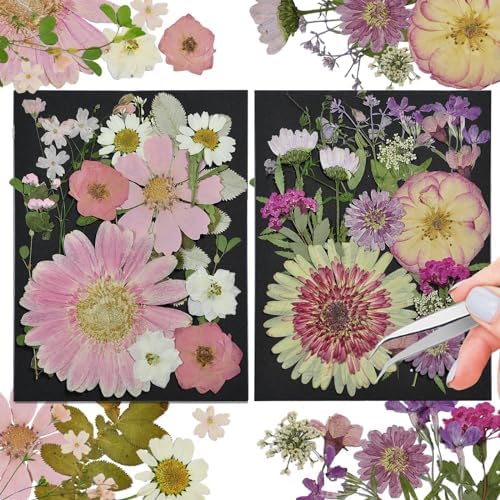 White Dried Pressed Flowers, 40Pcs Real Nature Flowers Set with Tweezers