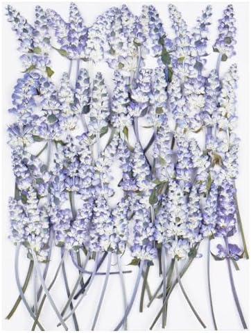 50Pcs Lavender Dried Pressed Flowers for Crafts,Xinxinran Dry Flowers Kit for Wedding Invitation,Resin Molds Bookmark,Jewelry Molds,Candle Making Supplies,Soap,Frame,Cakes
