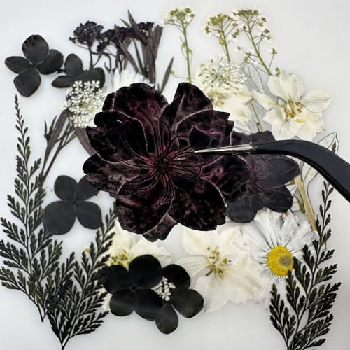 Cayway 2 Pack Pressed Flowers Natural Dried Flowers Black Resin Flowers Real Pressed Flowers with Butterfly Sticker for Resin Scrapbook DIY Art Crafts, Epoxy Resin Jewelry Supplies, Style D