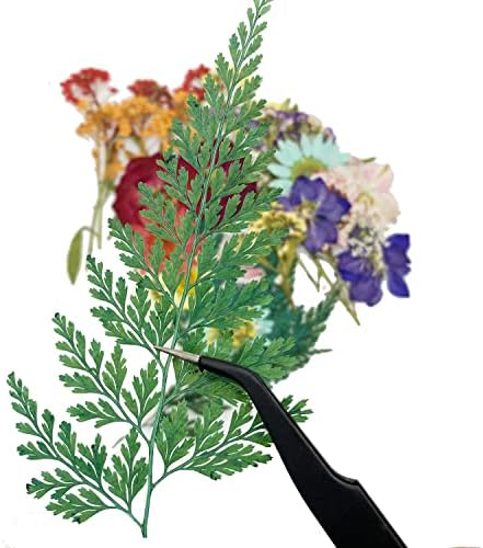 Cayway 40 Pcs Real Pressed Flowers Dry With Tweezers Set, Colorful Dried Flowers for Resin Scrapbooking, DIY Art Crafts, Epoxy Resin Jewelry, Soap Making