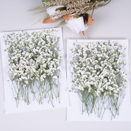 100Pcs White Babys Breath Dried Pressed Flowers for Crafts,Xinxinran Dry Flower Kit for Wedding Invitation Accessories,Bookmark,Jewelry Molds,Candle Making Supplies,Soap,Frame,Cakes