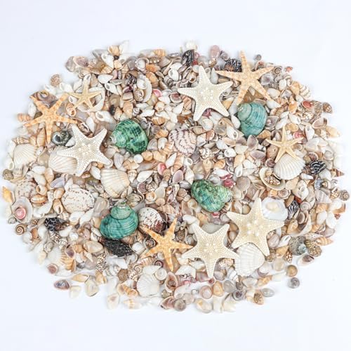 Fangoo 1500 Pieces Small Sea Shells Conch Natural Starfish Mixed Agate Pebble Stone for DIY Crafts Tiny Seashells for Vase Filler Candle Making Home Decor Wedding Beach Ocean Party Decorations
