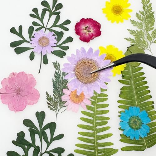 Cayway Natural Dried Pressed Flowers, Natural Dried Pressed Leaves, Natural Dry Flowers Leaves with Tweezers, Scissors for Pressed Leaf Art Craft DIY Embellishment Decorations ( Green Yellow Pink)
