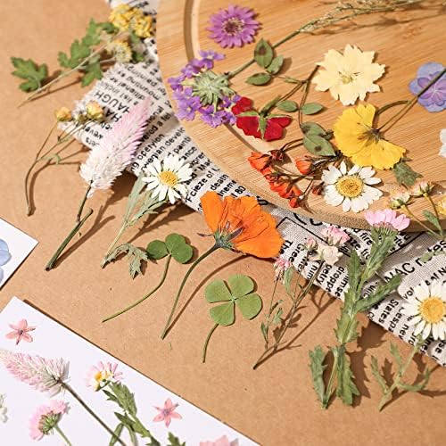 Nuanchu Real Dried Pressed Flowers Wildflower Stem for Resin Mold Craft DIY