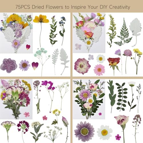 Dried Pressed Flowers Real Natural