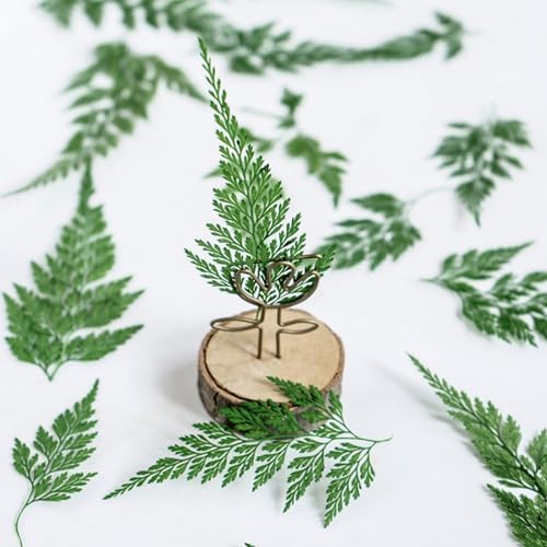 48 Pcs Dried Pressed Flowers Leaves Ferns for Crafts Art Resin DIY Natural Dry Green Leaf Epoxy Jewelry Real Rose Flower Decor Cakes Phone Cases Bookmarks Candles Handmade Soap Ferns