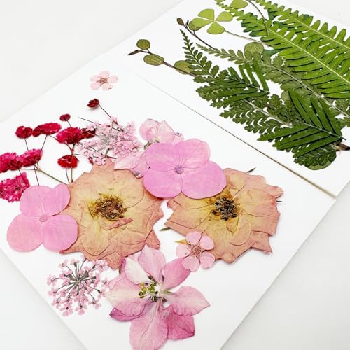 Cayway Natural Dried Pressed Flowers, Natural Dried Pressed Leaves, Natural Dry Flowers Leaves with Tweezers, Scissors for Pressed Leaf Art Craft DIY Embellishment Decorations ( Green, Pink)