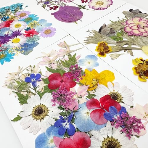 Cayway 4 Pack Pressed Flowers Natural Dried Flowers Colorful Resin Flowers Real Pressed Flowers for Resin Scrapbook DIY Art Crafts, Epoxy Resin Jewelry, Card Making Supplies, Style H