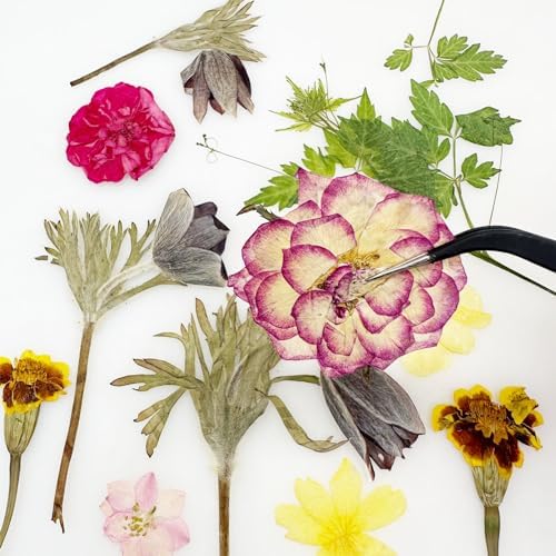 Cayway 4 Pack Pressed Flowers Natural Dried Flowers Colorful Resin Flowers Real Pressed Flowers for Resin Scrapbook DIY Art Crafts, Epoxy Resin Jewelry, Card Making Supplies, Style H