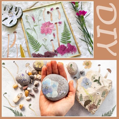 Nuanchu Dried Flowers Pressed Mushrooms for Resin Molds Crafts DIY Supplies