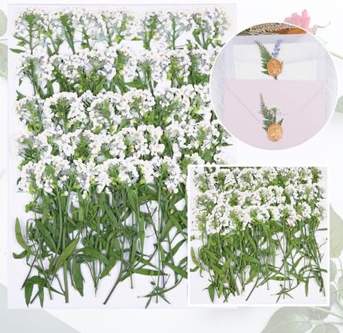 50Pcs White Dried Pressed Flowers for Crafts,Xinxinran Dry Flower Kit for Wedding Invitation,Epoxy Resin Accessories,Bookmark,Nails, Jewelry Molds,Candle Making Supplies,Soap,Frame