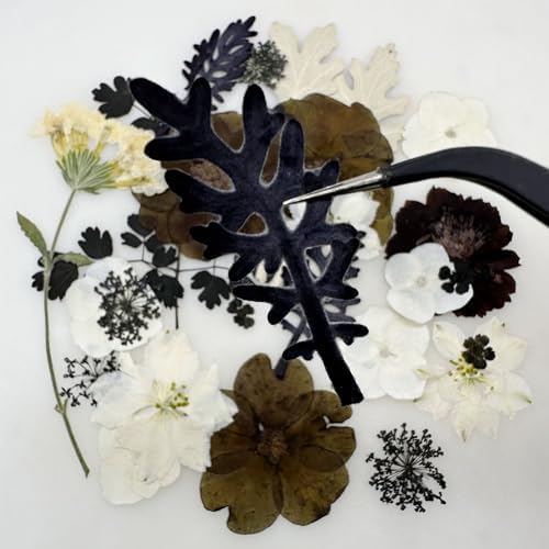 Cayway 2 Pack Pressed Flowers Natural Dried Flowers Black Resin Flowers Real Pressed Flowers with Butterfly Sticker for Resin Scrapbook DIY Art Crafts, Epoxy Resin Jewelry Supplies, Style E