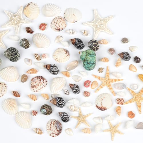 Fangoo 1500 Pieces Small Sea Shells Conch Natural Starfish Mixed Agate Pebble Stone for DIY Crafts Tiny Seashells for Vase Filler Candle Making Home Decor Wedding Beach Ocean Party Decorations
