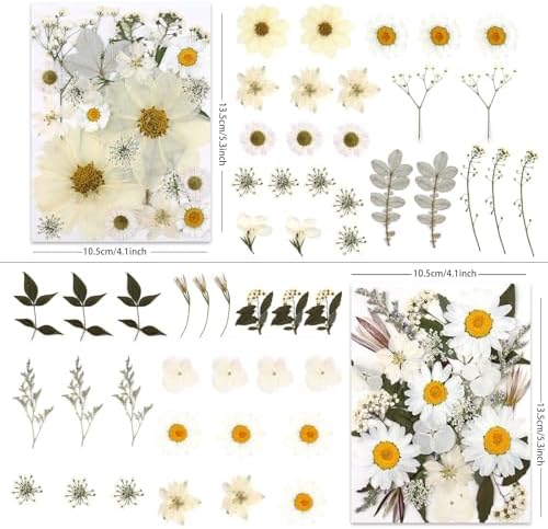 LUXEEASE 100P White Foliage Mix Dried Pressed Flowers