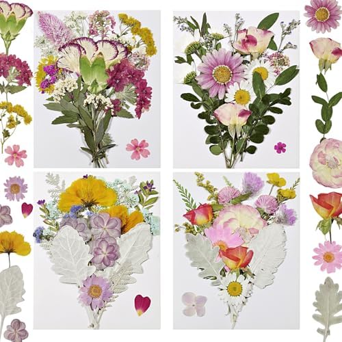 Dried Pressed Flowers Real Natural