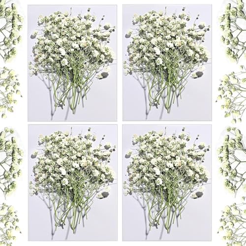 Dried Babys Breath White, 48pcs Dried Flowers for Resin