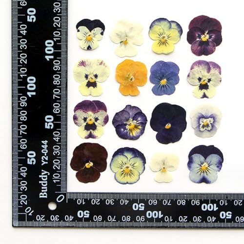 54 Pcs Dried Pressed Flowers for Resin DIY Art Crafts Natural Dry Floral Epoxy Jewelry Real Flower Decor Cakes Phone Cases Candles Handmade Soap Purple Pansy