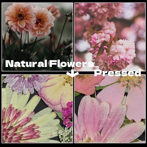 White Dried Pressed Flowers, 40Pcs Real Nature Flowers Set with Tweezers