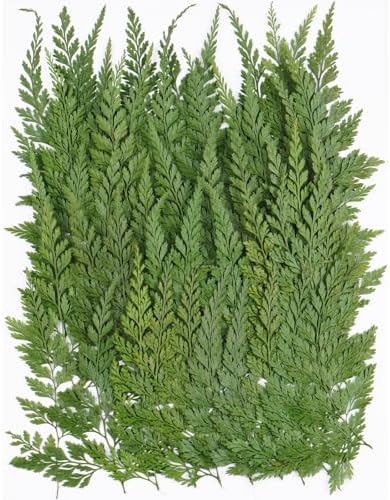 50Pcs Green Leaves Dried Pressed Flowers for Crafts,Xinxinran Ferns Dry Flower Kit for Wedding Invitation Accessories,Bookmark,Jewelry Molds,Candle Making Supplies,Soap,Frame