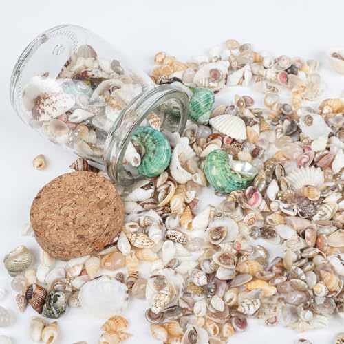 Fangoo 1500 Pieces Small Sea Shells Conch Natural Starfish Mixed Agate Pebble Stone for DIY Crafts Tiny Seashells for Vase Filler Candle Making Home Decor Wedding Beach Ocean Party Decorations
