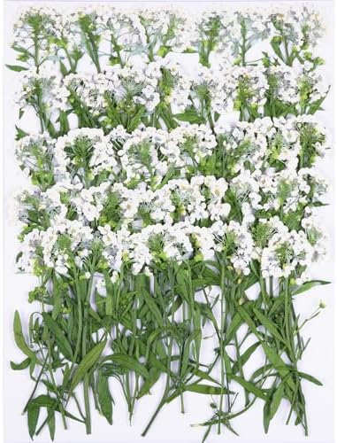 50Pcs White Dried Pressed Flowers for Crafts,Xinxinran Dry Flower Kit for Wedding Invitation,Epoxy Resin Accessories,Bookmark,Nails, Jewelry Molds,Candle Making Supplies,Soap,Frame
