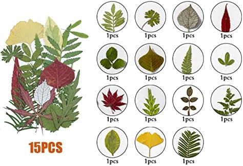 Cayway 36 Pcs Natural Dried Pressed Leaves Assorted Real Dry Leaves with Tweezers for Pressed Leaf Art Craft DIY Embellishment Decorations